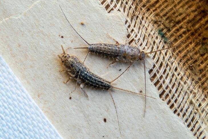  Papiervisjes bestrijden